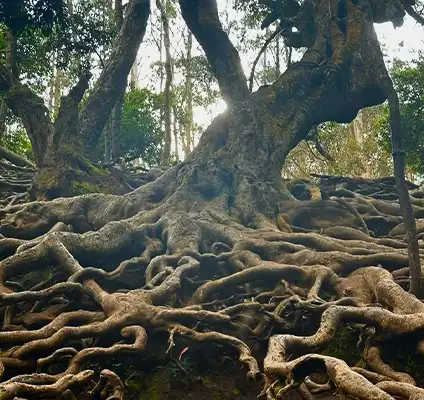 Guna Caves Kodaikanal